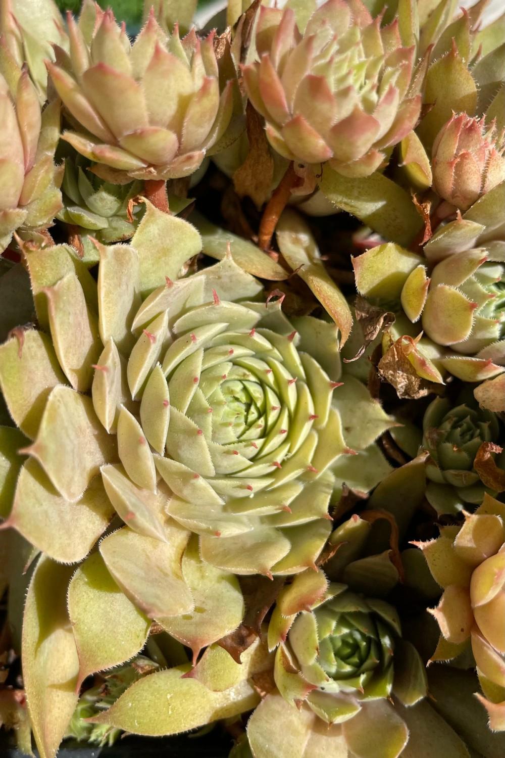 Outdoor Garden |   Sempervivum ‘Twilight Blues’ 1Qt Garden Outdoor Garden