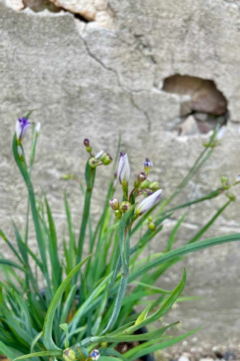 Outdoor Garden |   Sisyrinchium ‘Moody Blues’ #1 Garden Outdoor Garden