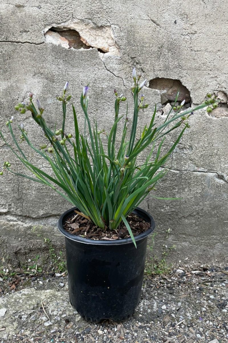 Outdoor Garden |   Sisyrinchium ‘Moody Blues’ #1 Garden Outdoor Garden