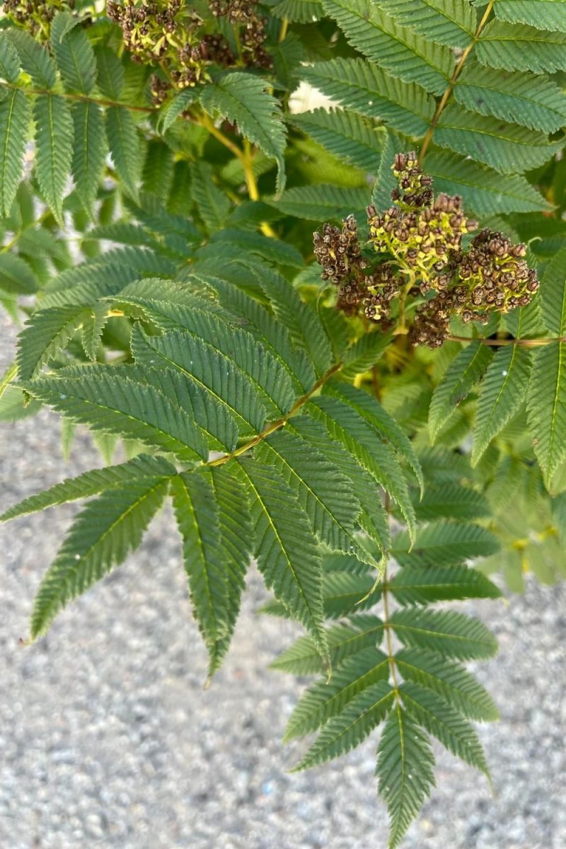 Outdoor Garden |   Sorbaria S. ‘sem ‘ #2 Garden Outdoor Garden