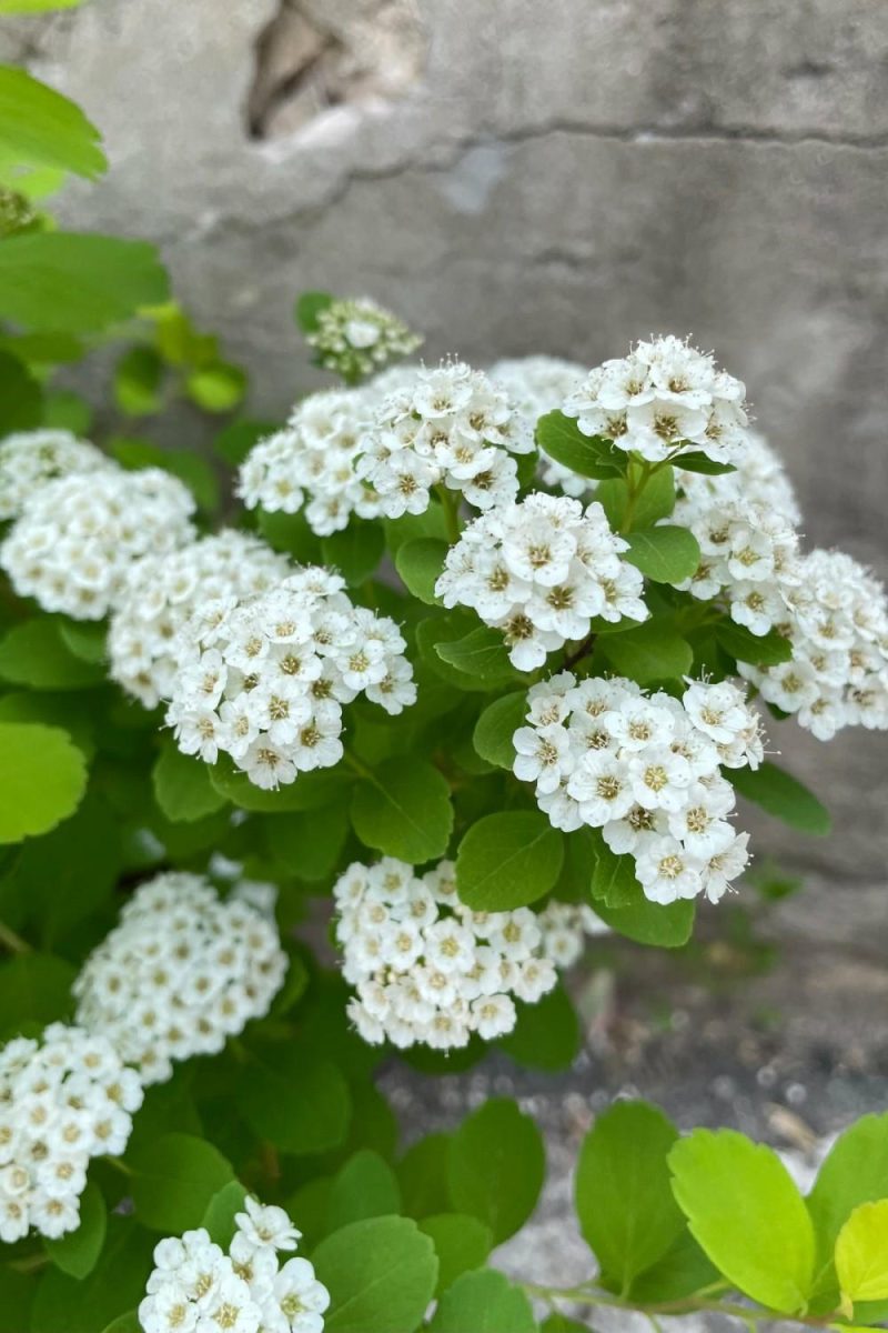 Outdoor Garden |   Spiraea B. ‘Glow Girl’ #2 Garden Outdoor Garden