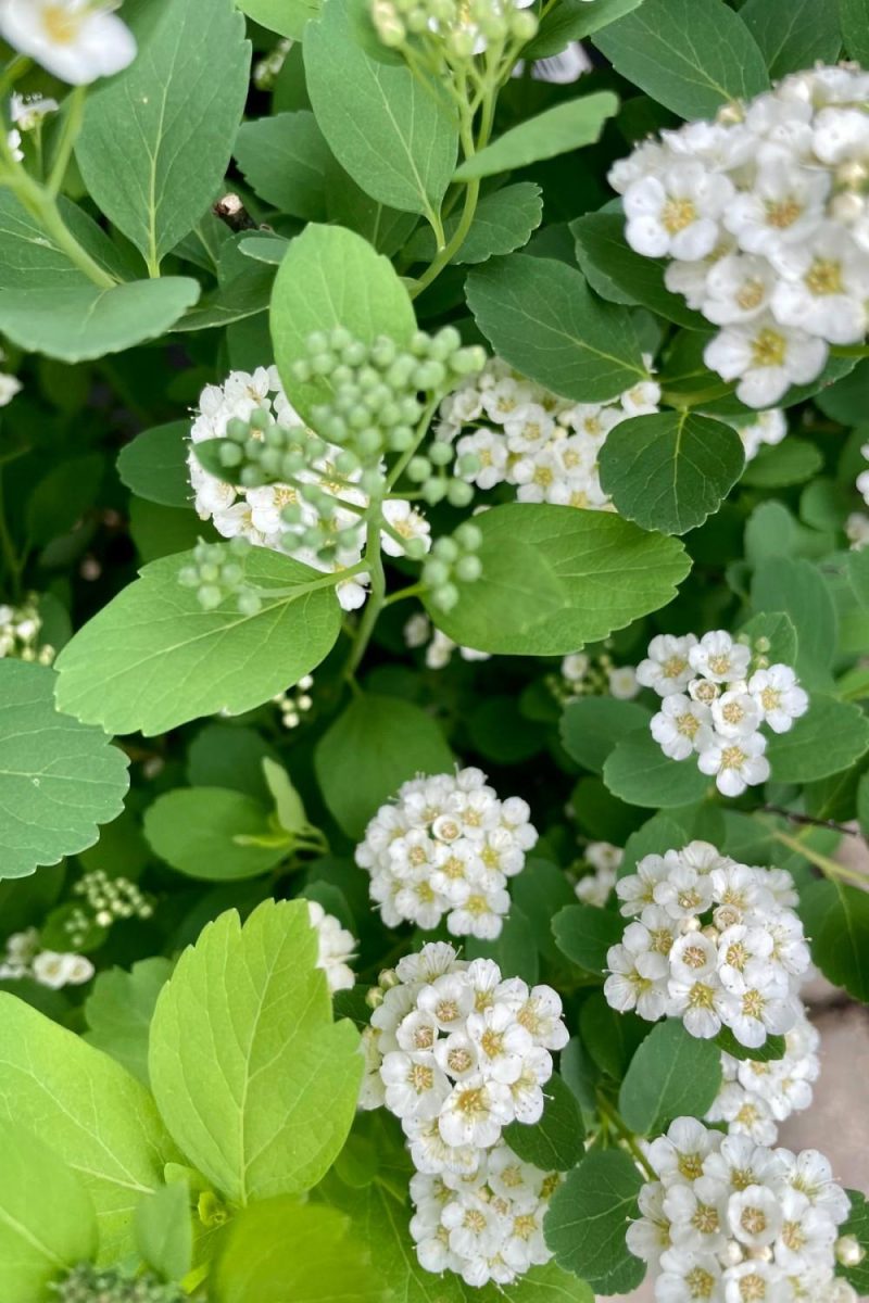 Outdoor Garden |   Spiraea Betulifolia ‘Tor’ #2 Garden Outdoor Garden