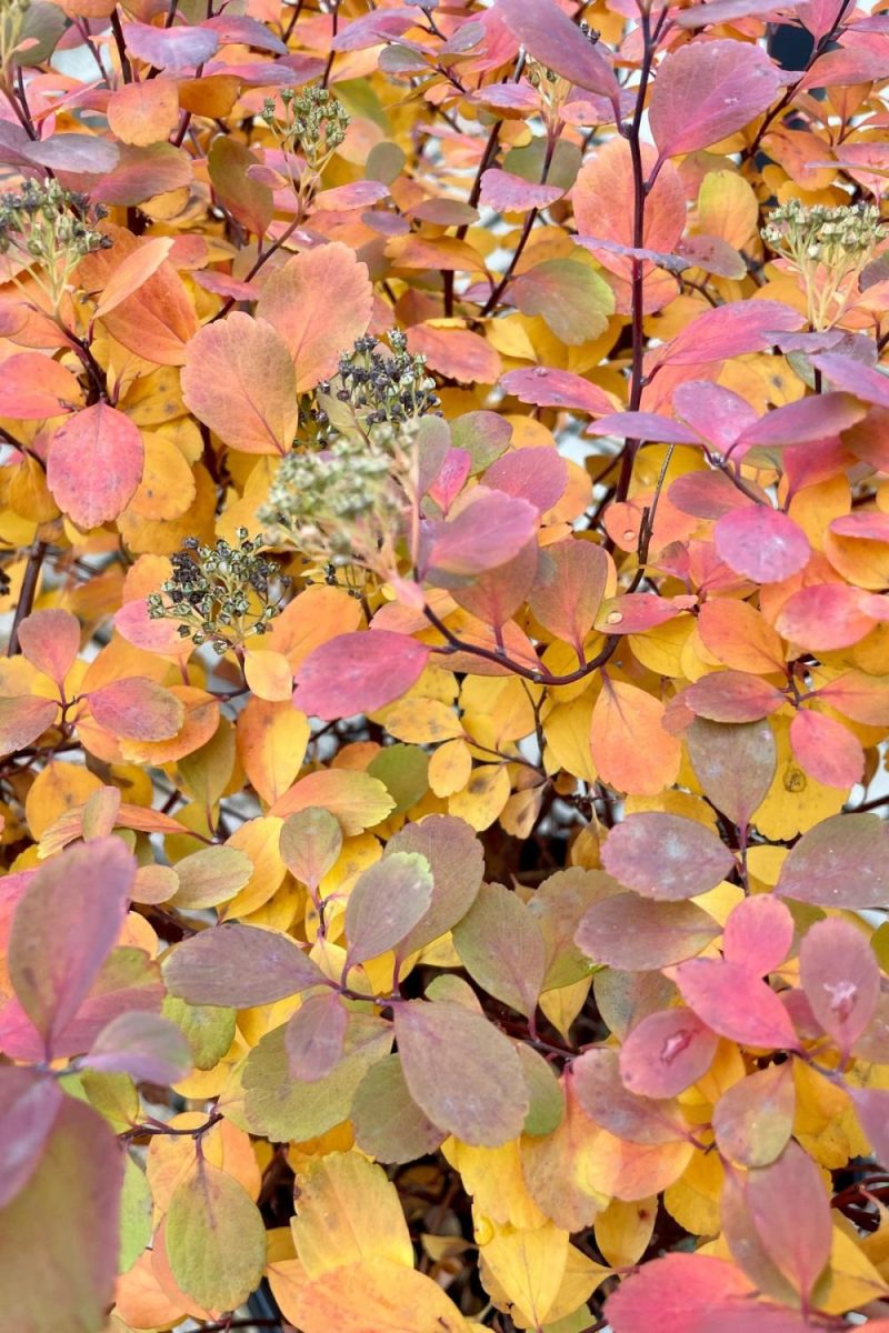 Outdoor Garden |   Spiraea Betulifolia ‘Tor’ #2 Garden Outdoor Garden