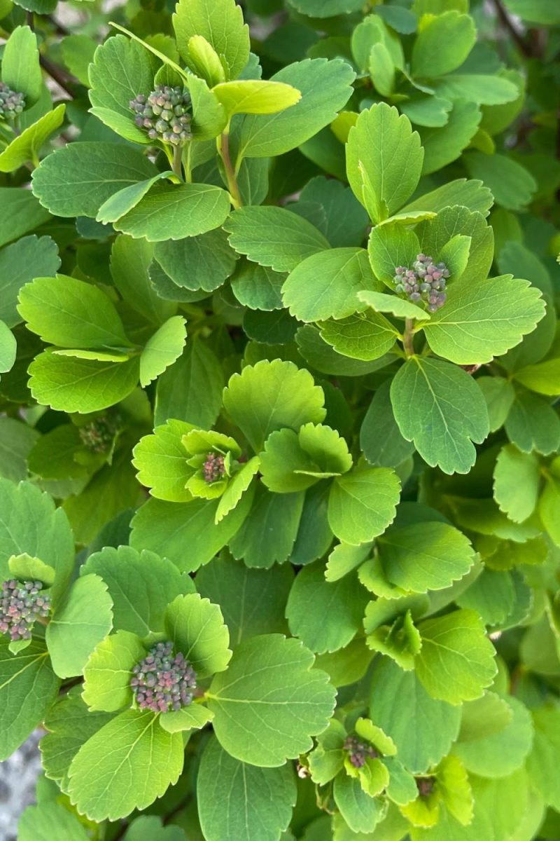 Outdoor Garden |   Spiraea Betulifolia ‘Tor’ #2 Garden Outdoor Garden