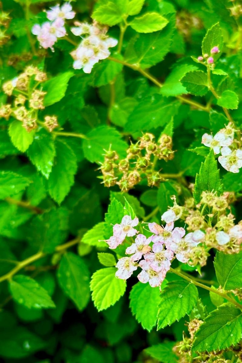 Outdoor Garden |   Spiraea J. ‘Little Princess’ #2 Garden Outdoor Garden