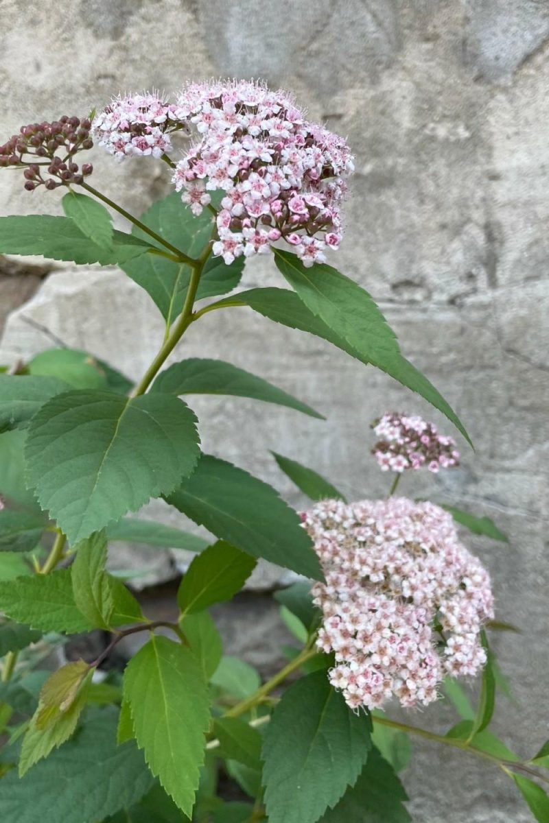 Outdoor Garden |   Spiraea ‘spot On’ #2 Garden Outdoor Garden