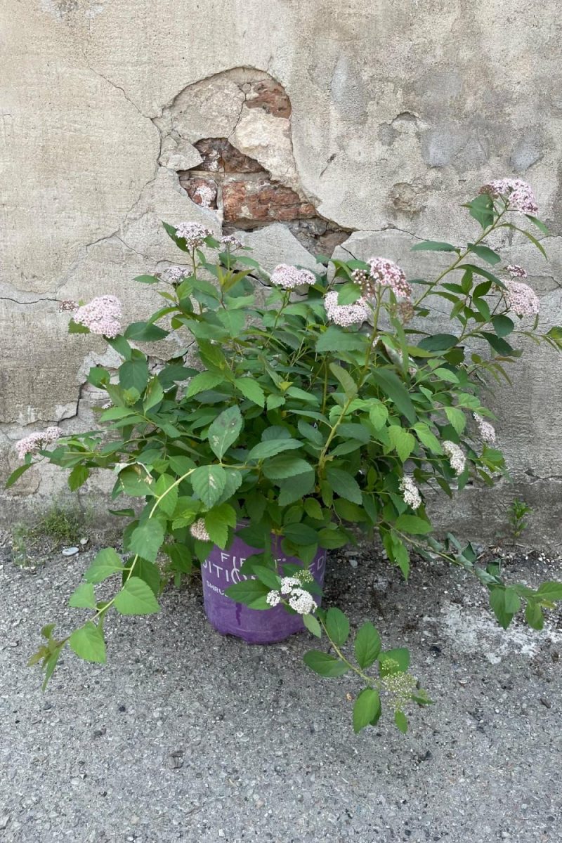 Outdoor Garden |   Spiraea ‘spot On’ #2 Garden Outdoor Garden