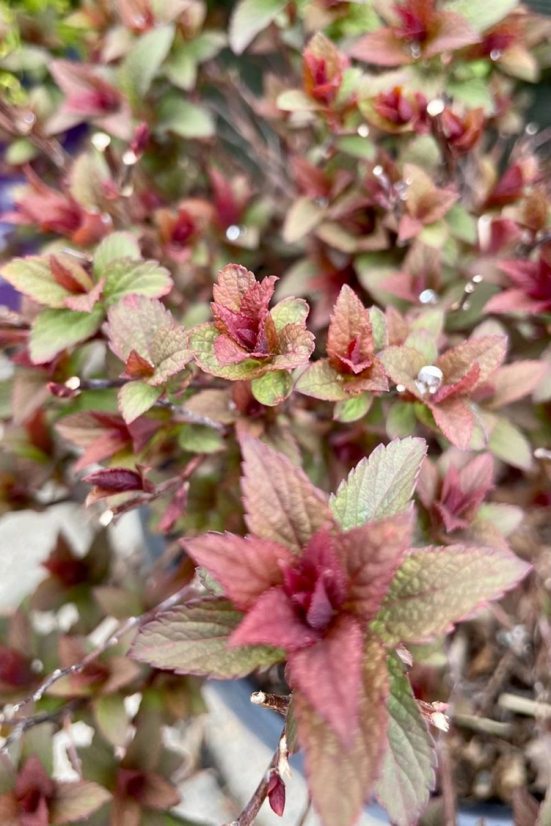 Outdoor Garden |   Spiraea X Bum. ‘superstar’ #2 Garden Outdoor Garden