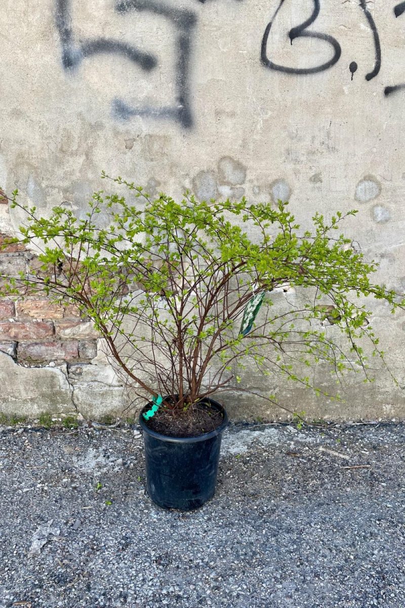 Outdoor Garden |   Spiraea X Van. ‘Renaissance’ #2 Garden Outdoor Garden