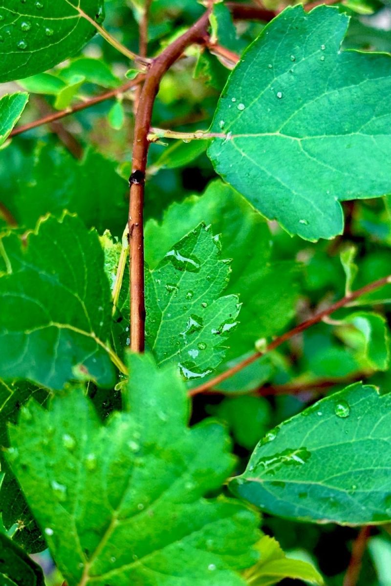 Outdoor Garden |   Spiraea X Van. ‘Renaissance’ #2 Garden Outdoor Garden