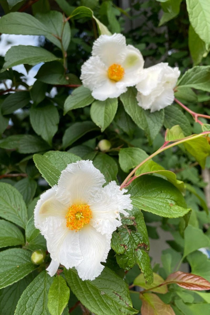 Outdoor Garden |   Stewartia P. ‘Japanese Stewartia’ #6 Garden Outdoor Garden