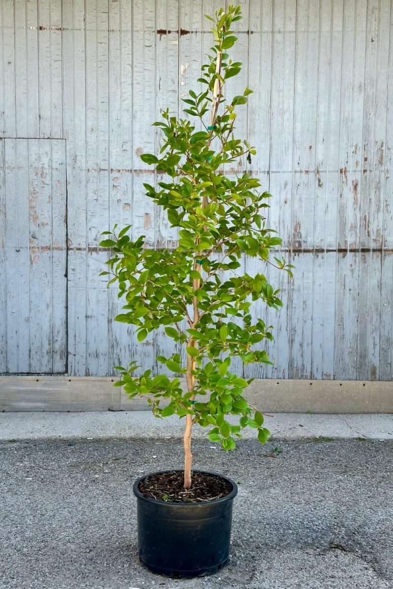 Outdoor Garden |   Stewartia P. ‘Japanese Stewartia’ #6 Garden Outdoor Garden