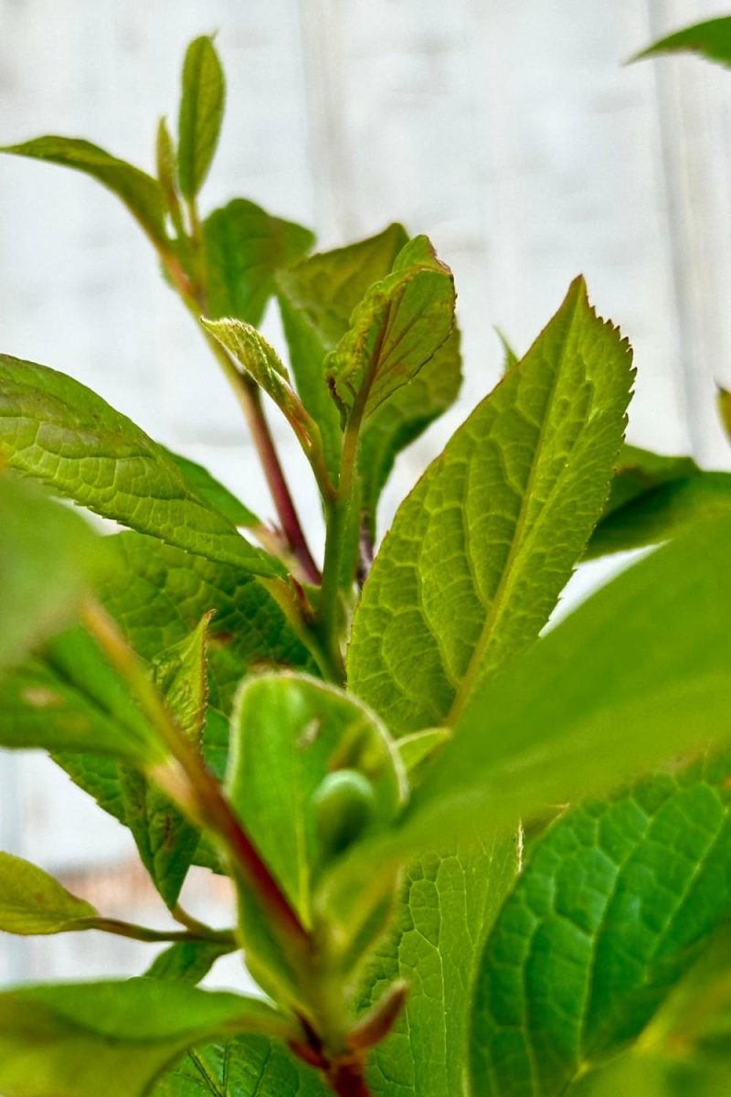 Outdoor Garden |   Stewartia P. ‘Japanese Stewartia’ #6 Garden Outdoor Garden