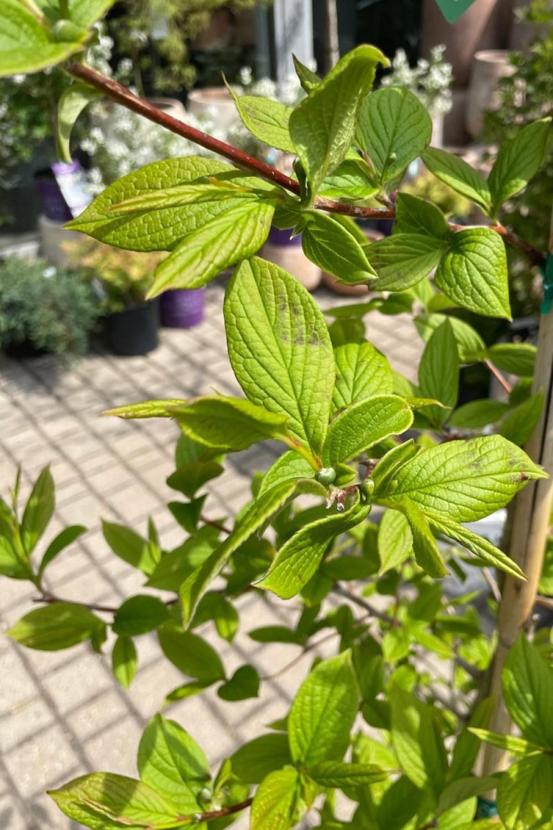 Outdoor Garden |   Stewartia P. ‘Japanese Stewartia’ #6 Garden Outdoor Garden