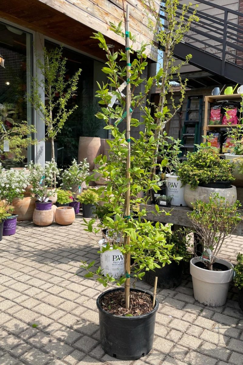 Outdoor Garden |   Stewartia P. ‘Japanese Stewartia’ #6 Garden Outdoor Garden