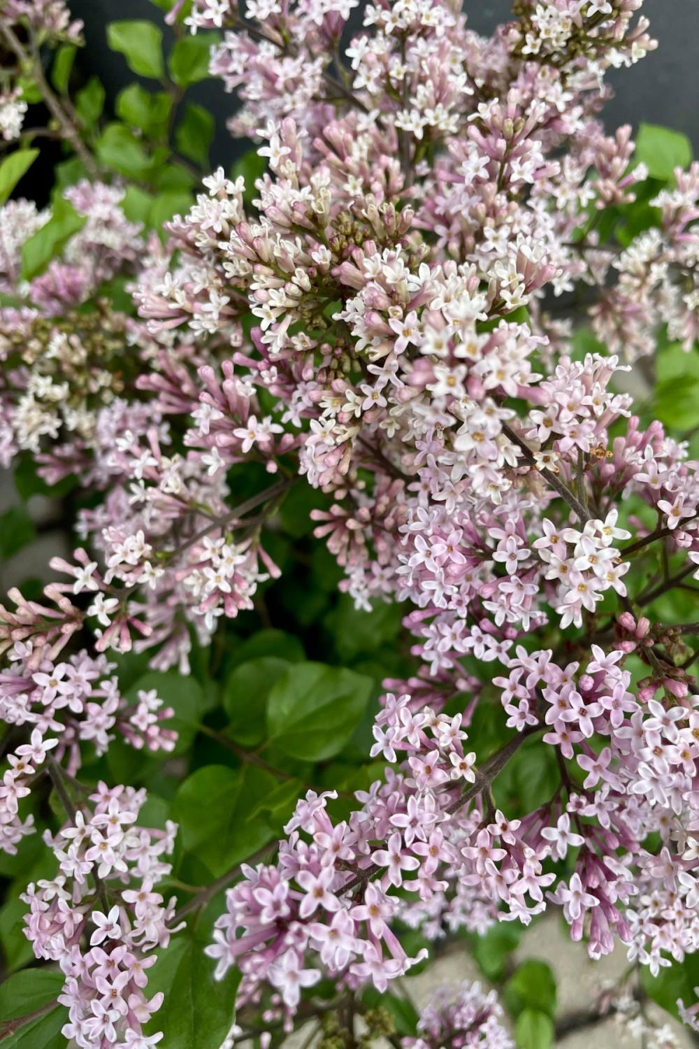 Outdoor Garden |   Syringa Meyeri ‘Palibin’ Standard #7 Garden Outdoor Garden