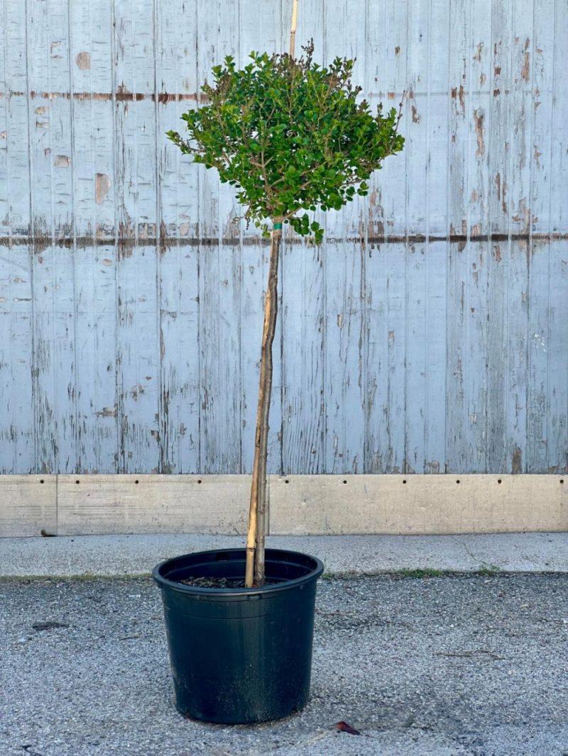 Outdoor Garden |   Syringa Meyeri ‘Palibin’ Standard #7 Garden Outdoor Garden