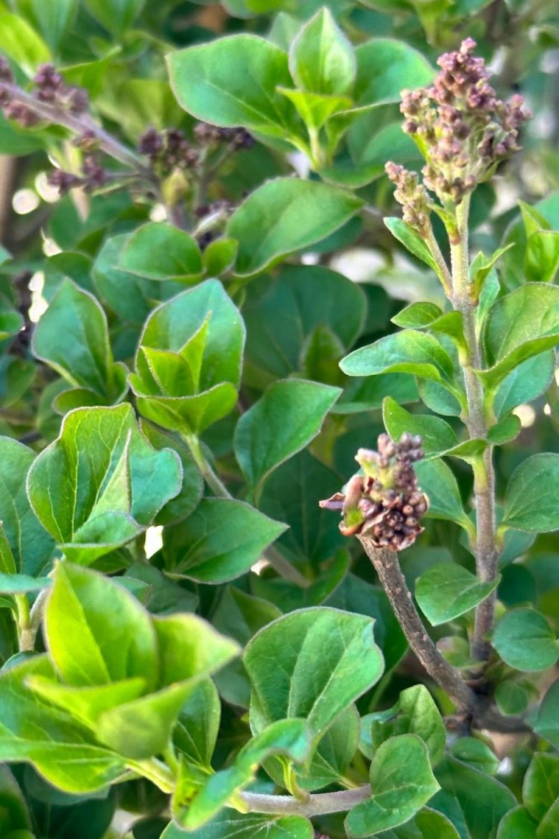 Outdoor Garden |   Syringa Meyeri ‘Palibin’ Standard #7 Garden Outdoor Garden