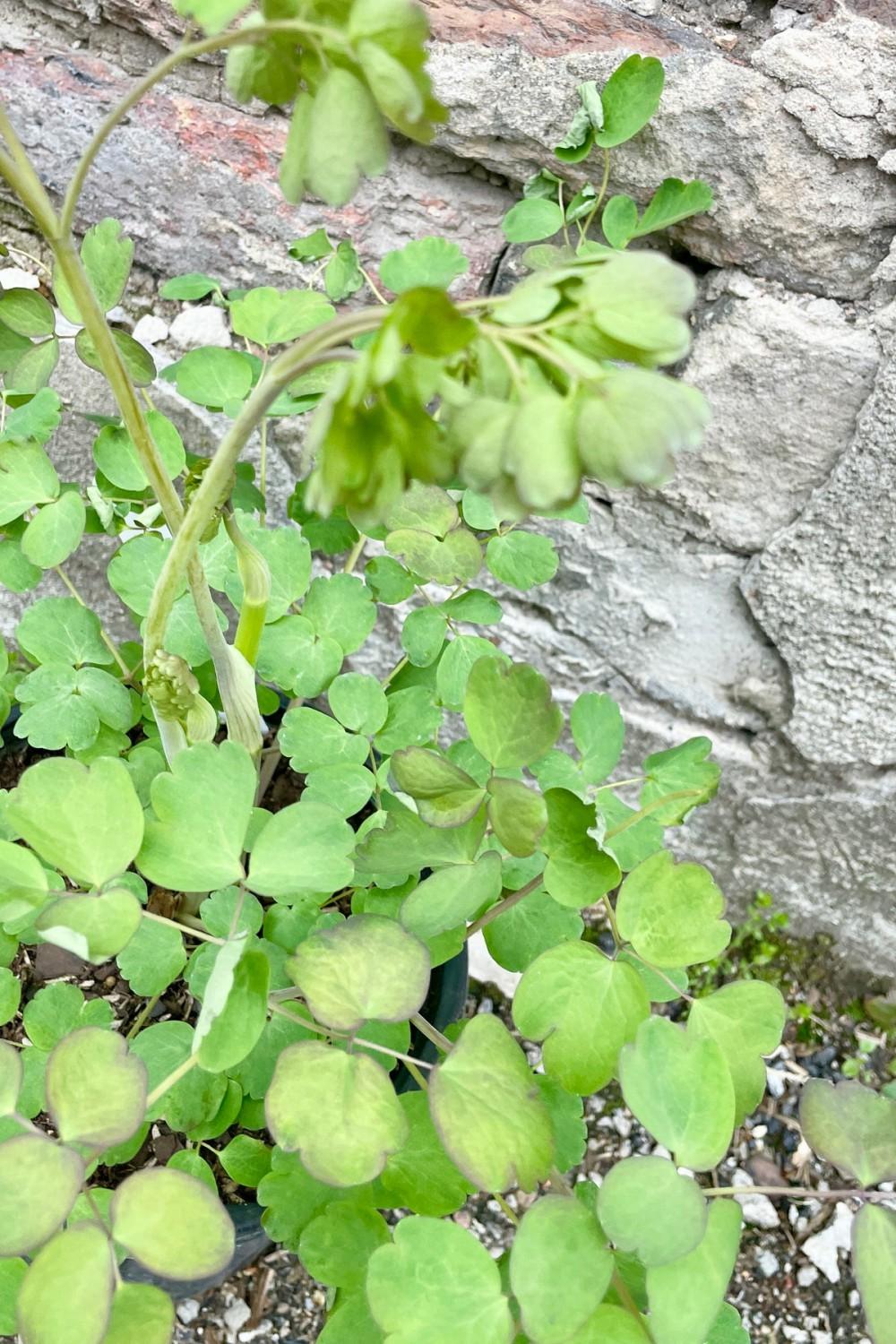 Outdoor Garden |   Thalictrum Rochebrunianum #1 Garden Outdoor Garden