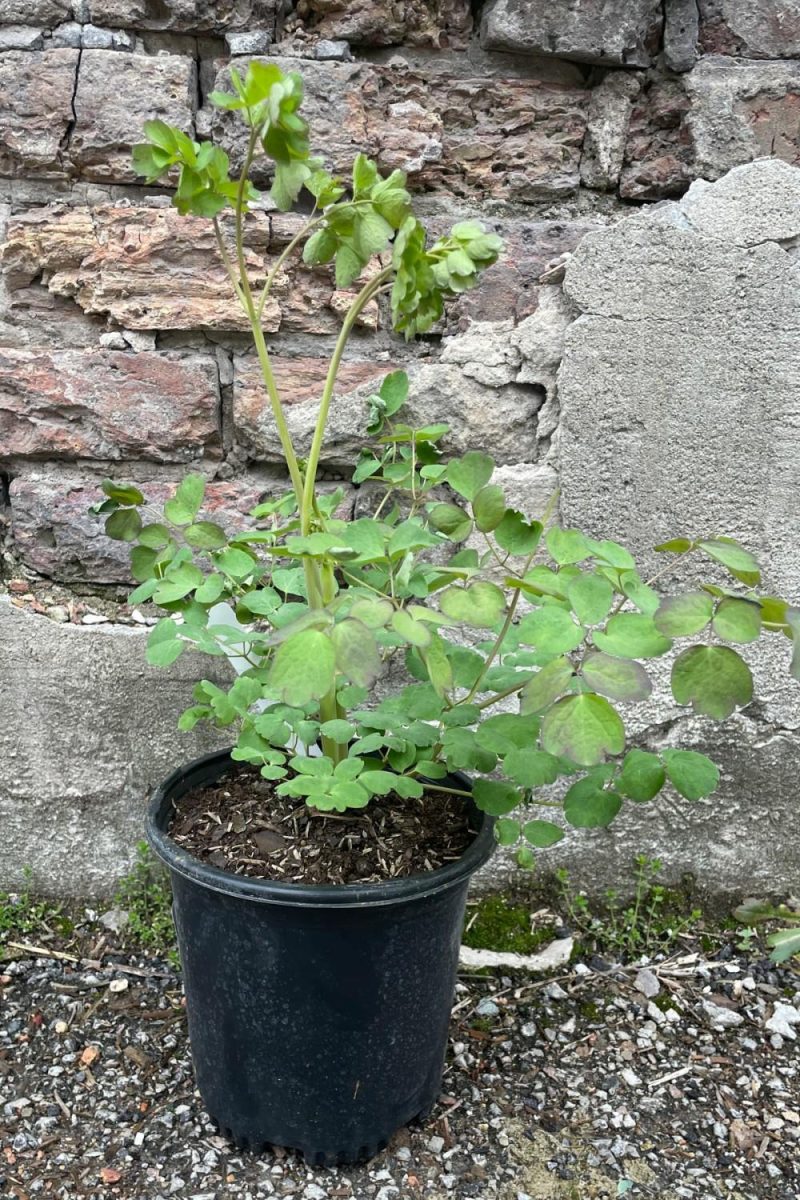 Outdoor Garden |   Thalictrum Rochebrunianum #1 Garden Outdoor Garden