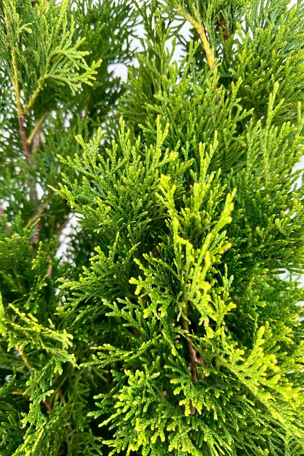 Outdoor Garden |   Thuja O. ‘Emerald Green’ #7 Garden Outdoor Garden