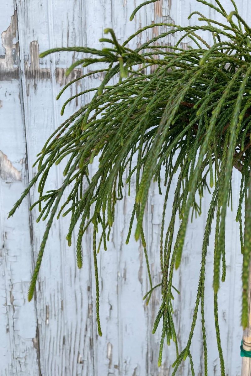 Outdoor Garden |   Thuja P. ‘Whipcord’ #3 24″ Standard Garden Outdoor Garden