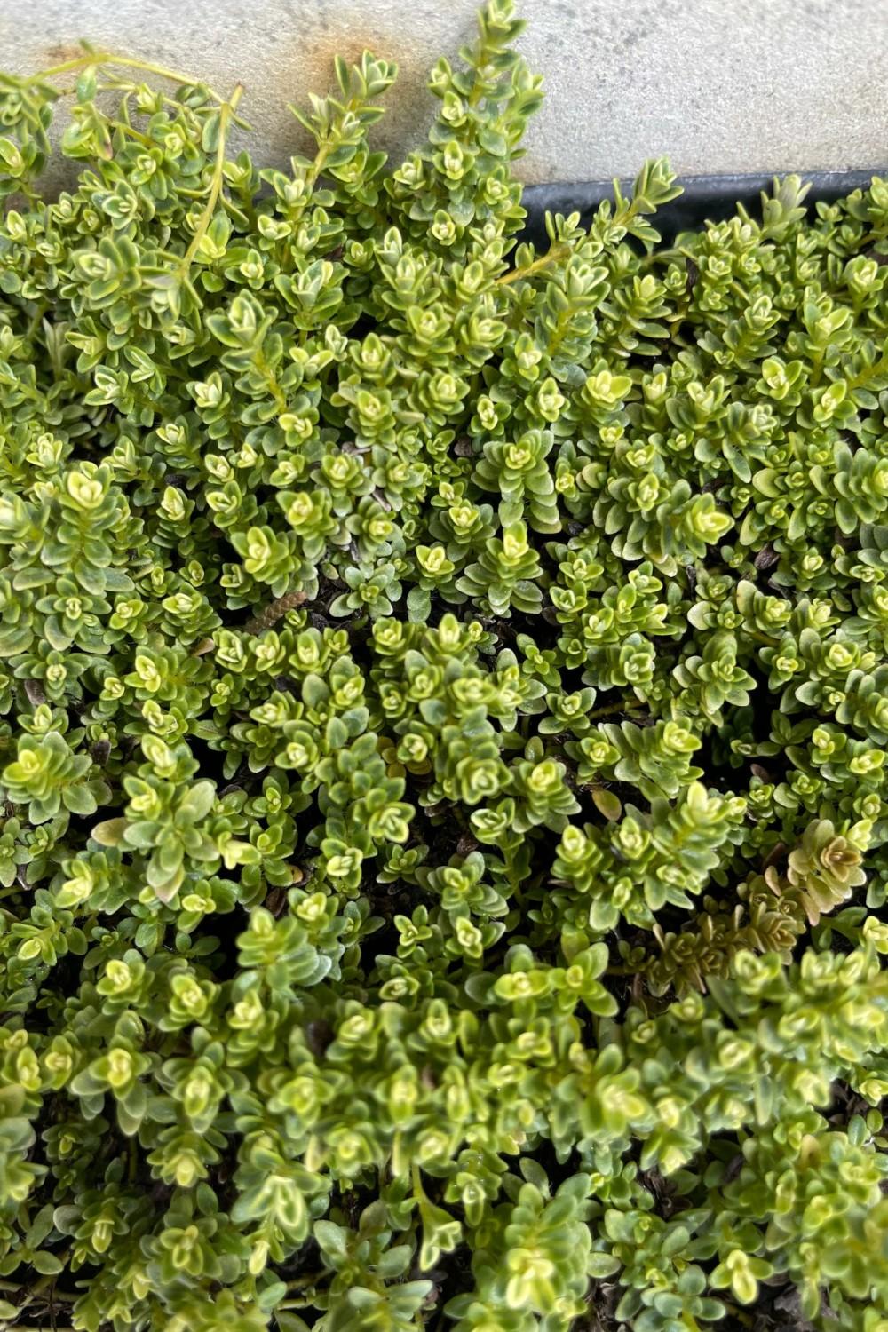 Outdoor Garden |   Thymus Praecox ‘Highland Cream’ 4″ Garden Outdoor Garden