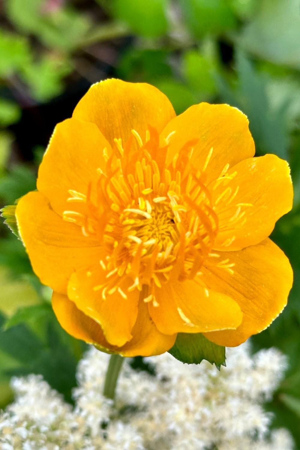 Outdoor Garden |   Trollius ‘Golden Queen’ #1 Garden Outdoor Garden