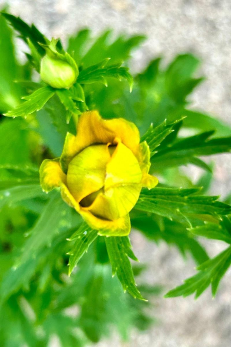 Outdoor Garden |   Trollius ‘Golden Queen’ #1 Garden Outdoor Garden