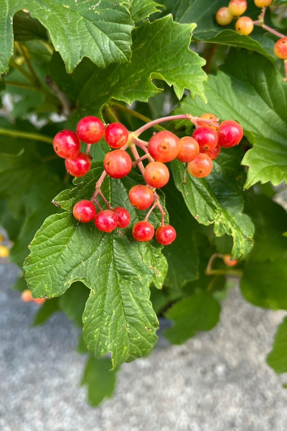 Outdoor Garden |   Viburnum O. ‘Compactum’ #2 Garden Outdoor Garden