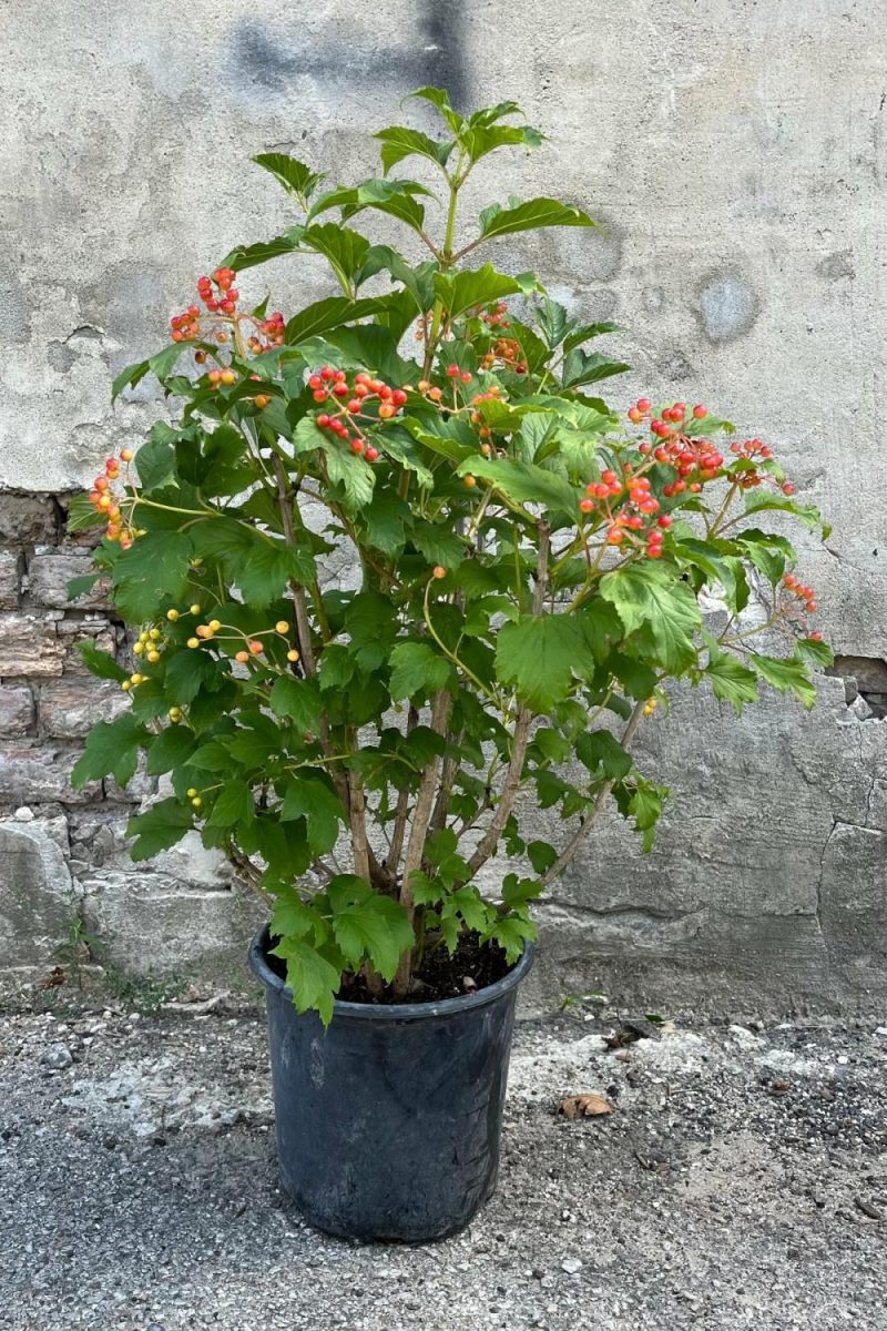 Outdoor Garden |   Viburnum O. ‘Compactum’ #2 Garden Outdoor Garden