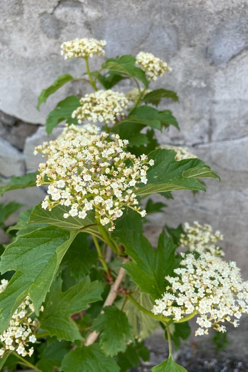 Outdoor Garden |   Viburnum O. ‘Compactum’ #2 Garden Outdoor Garden