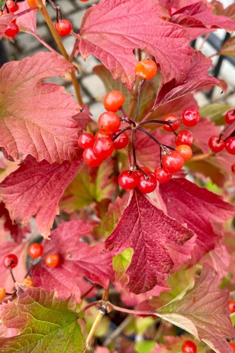 Outdoor Garden |   Viburnum O. ‘Compactum’ #2 Garden Outdoor Garden