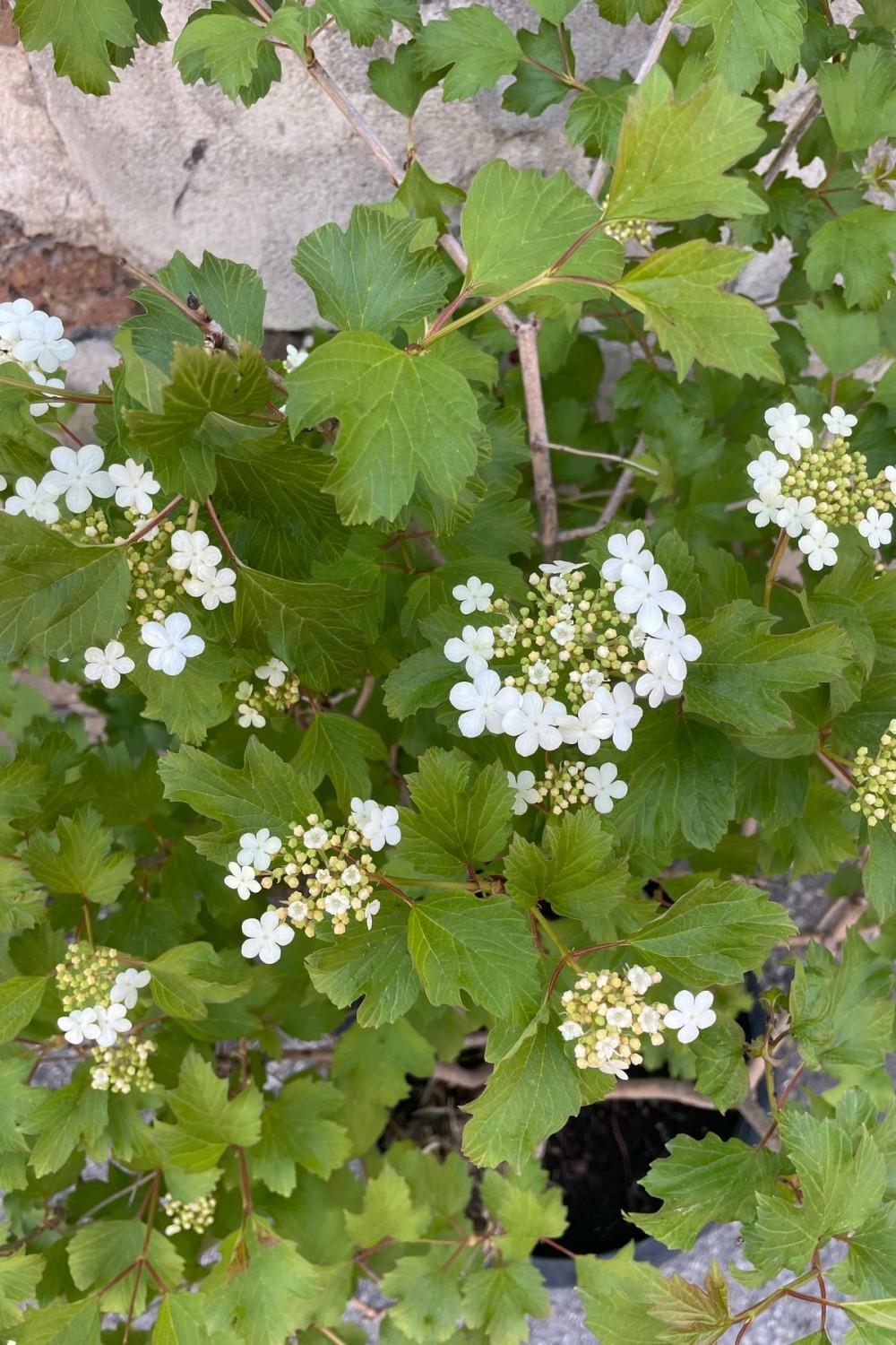 Outdoor Garden |   Viburnum O. ‘Compactum’ #5 Garden Outdoor Garden