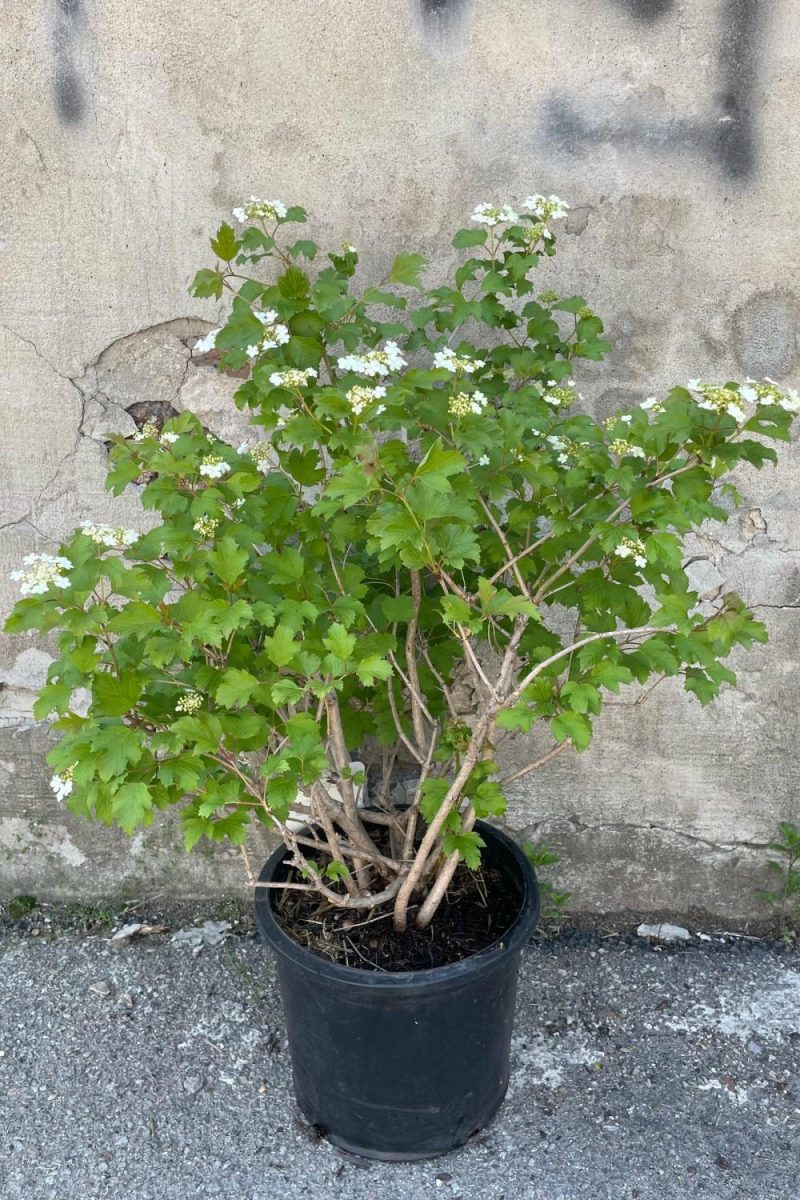 Outdoor Garden |   Viburnum O. ‘Compactum’ #5 Garden Outdoor Garden