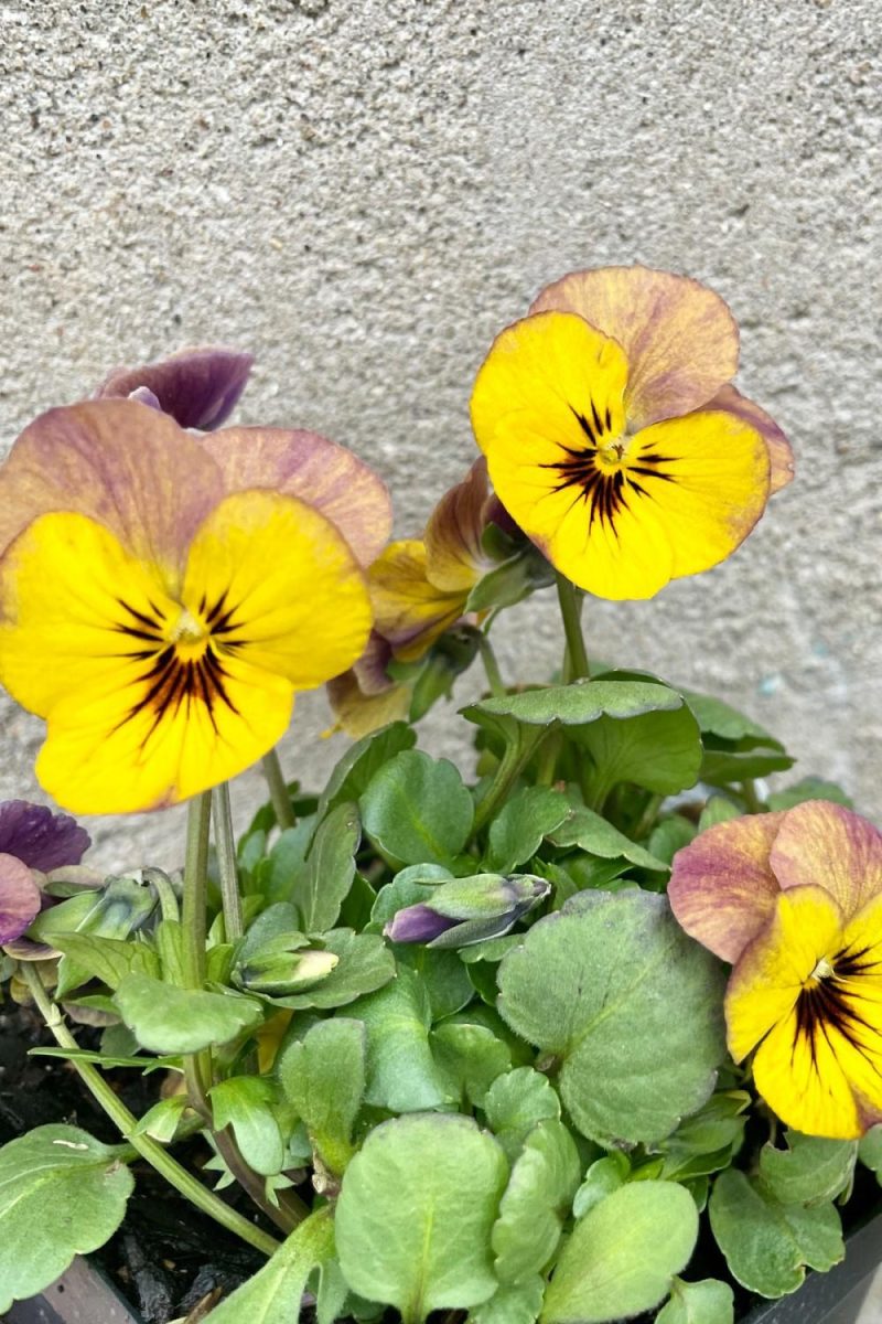 Outdoor Garden |   Viola C. ‘Twilight’ 1 Qt Garden Outdoor Garden