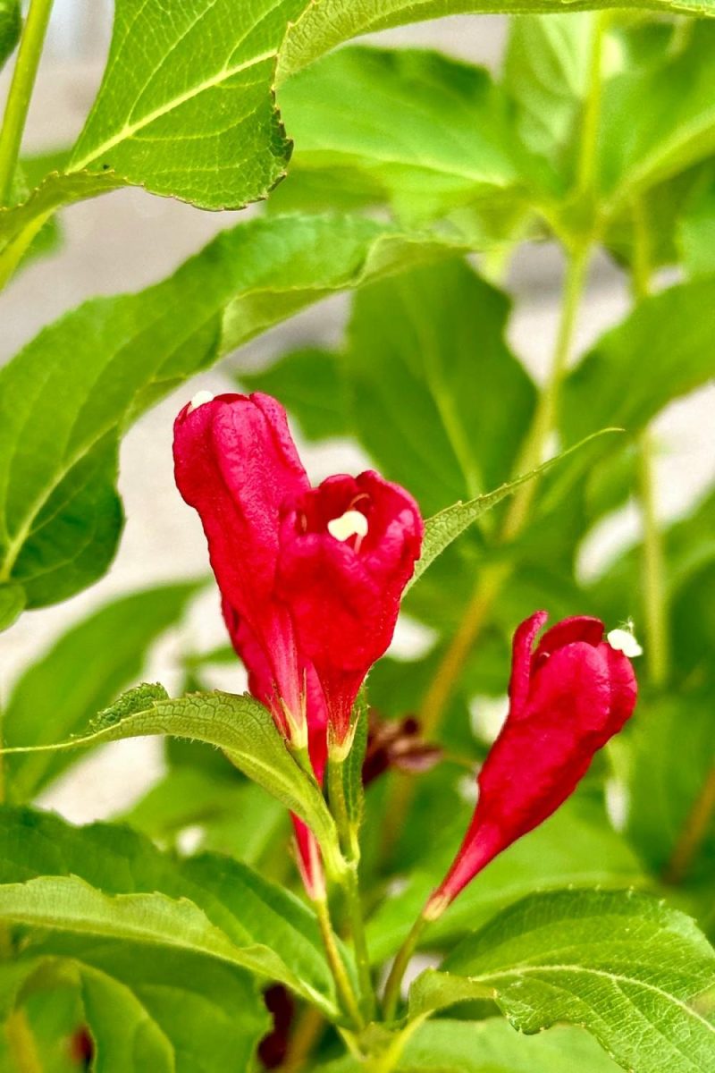 Outdoor Garden |   Weigela Florida ‘sonic Bloom’ Red #2 Garden Outdoor Garden