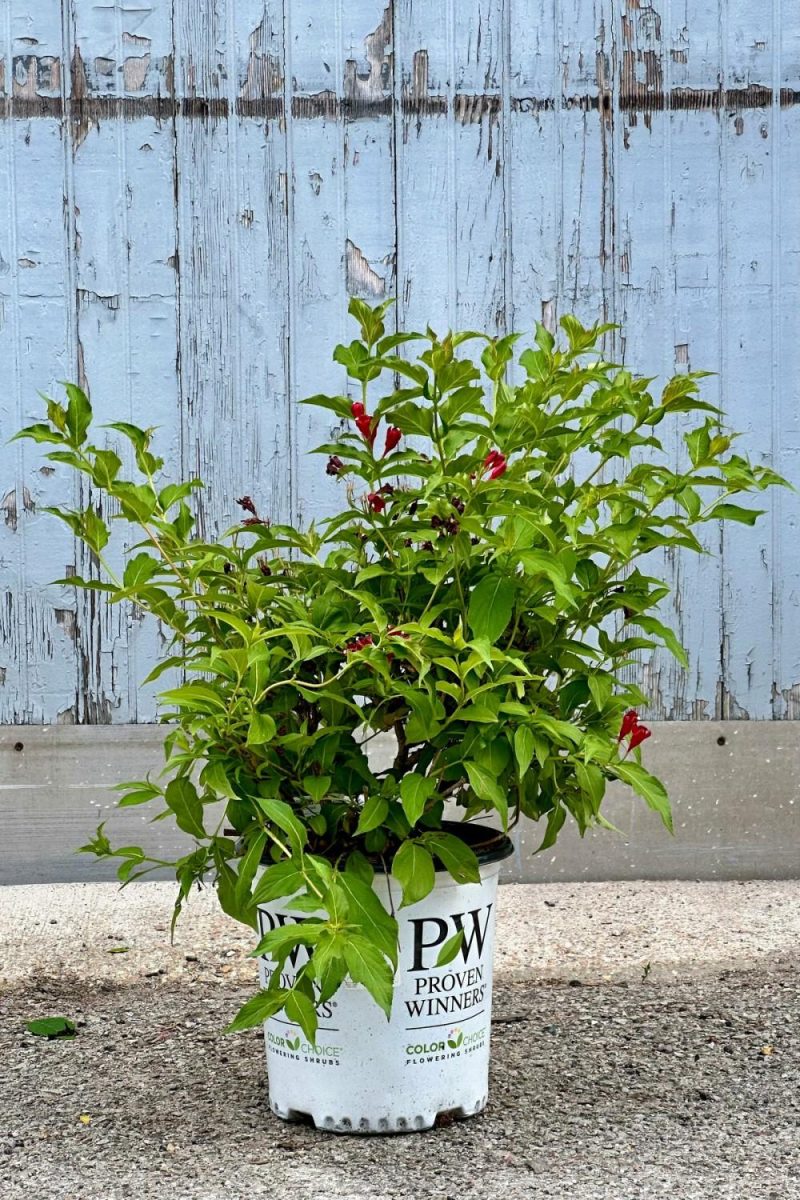 Outdoor Garden |   Weigela Florida ‘sonic Bloom’ Red #2 Garden Outdoor Garden