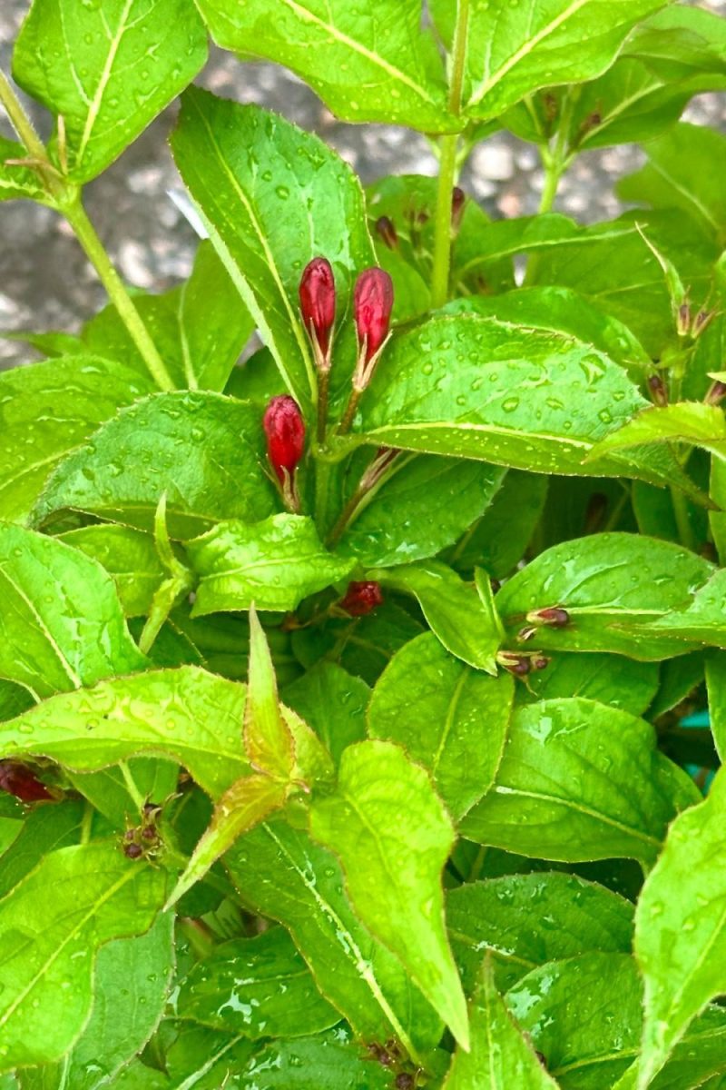 Outdoor Garden |   Weigela Florida ‘sonic Bloom’ Red #2 Garden Outdoor Garden