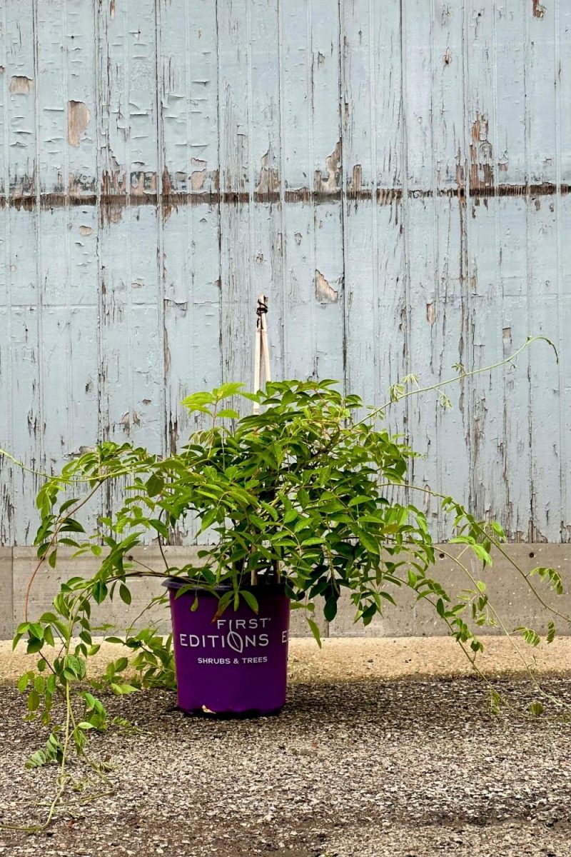 Outdoor Garden |   Wisteria Macrostachya ‘summer Cascade’ #2 Garden Outdoor Garden