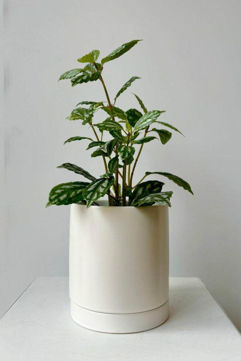 Planters |   Romey Pot And Saucer White Garden Planters