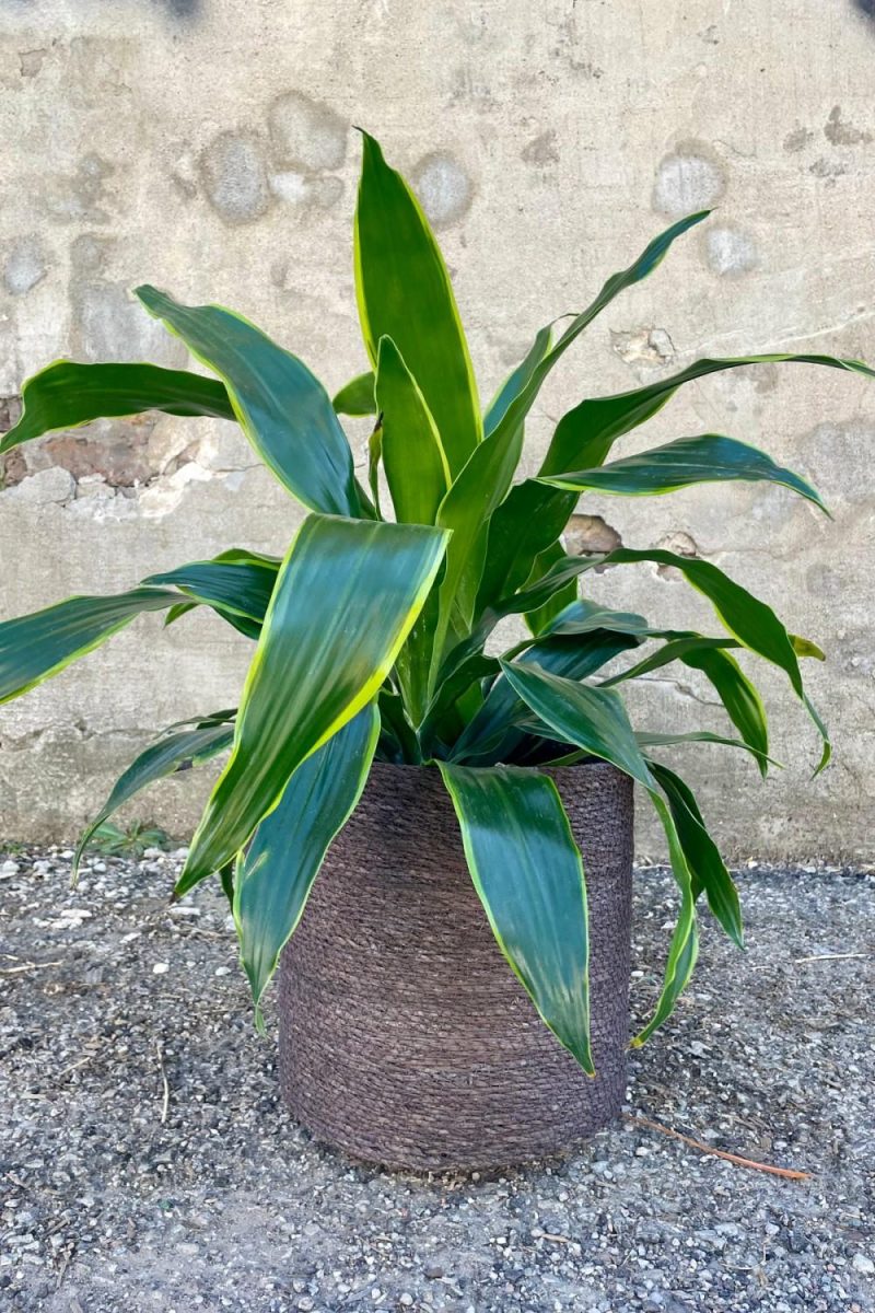 Planters |   Seagrass Basket With Liner 11″ Black Garden Planters