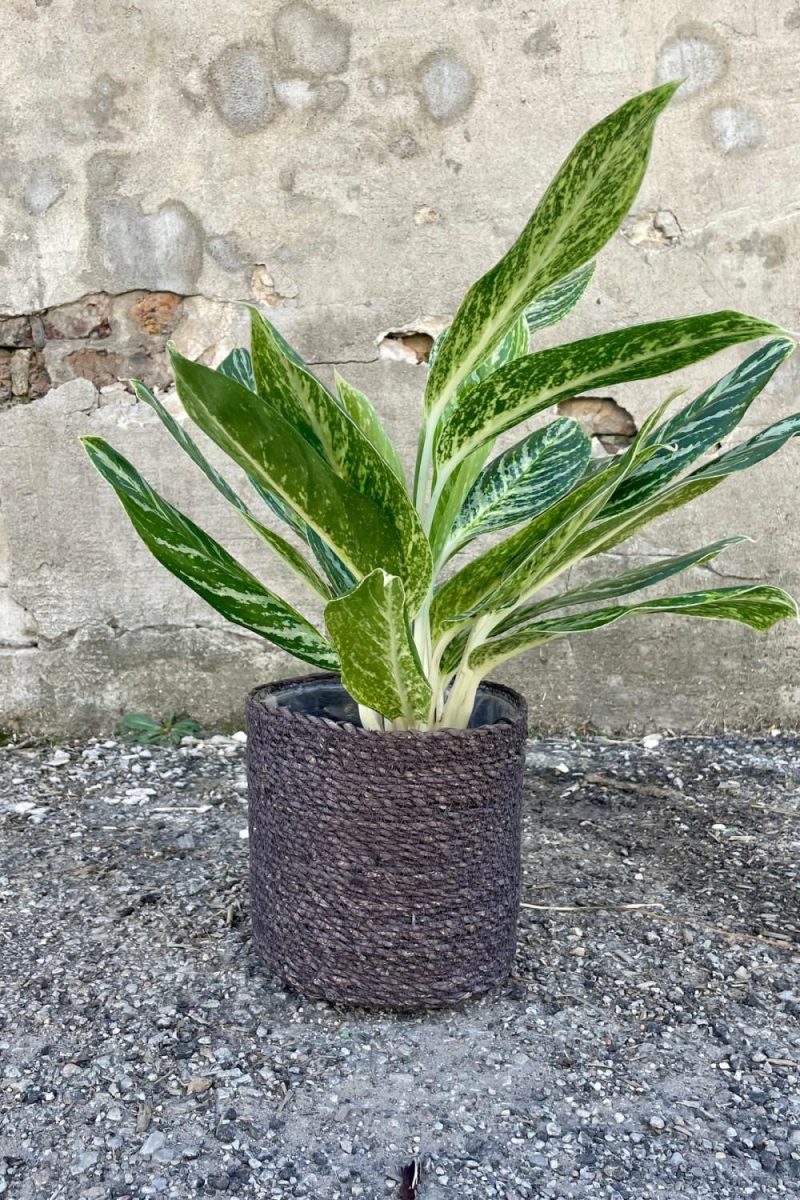 Planters |   Seagrass Basket With Liner 7″ Black Garden Planters