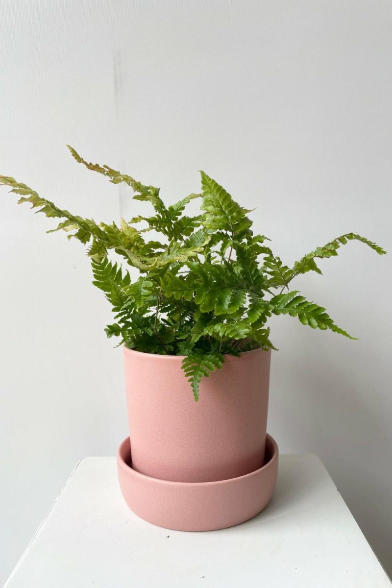 Planters |   Watson Pot & Saucer Pink Garden Planters