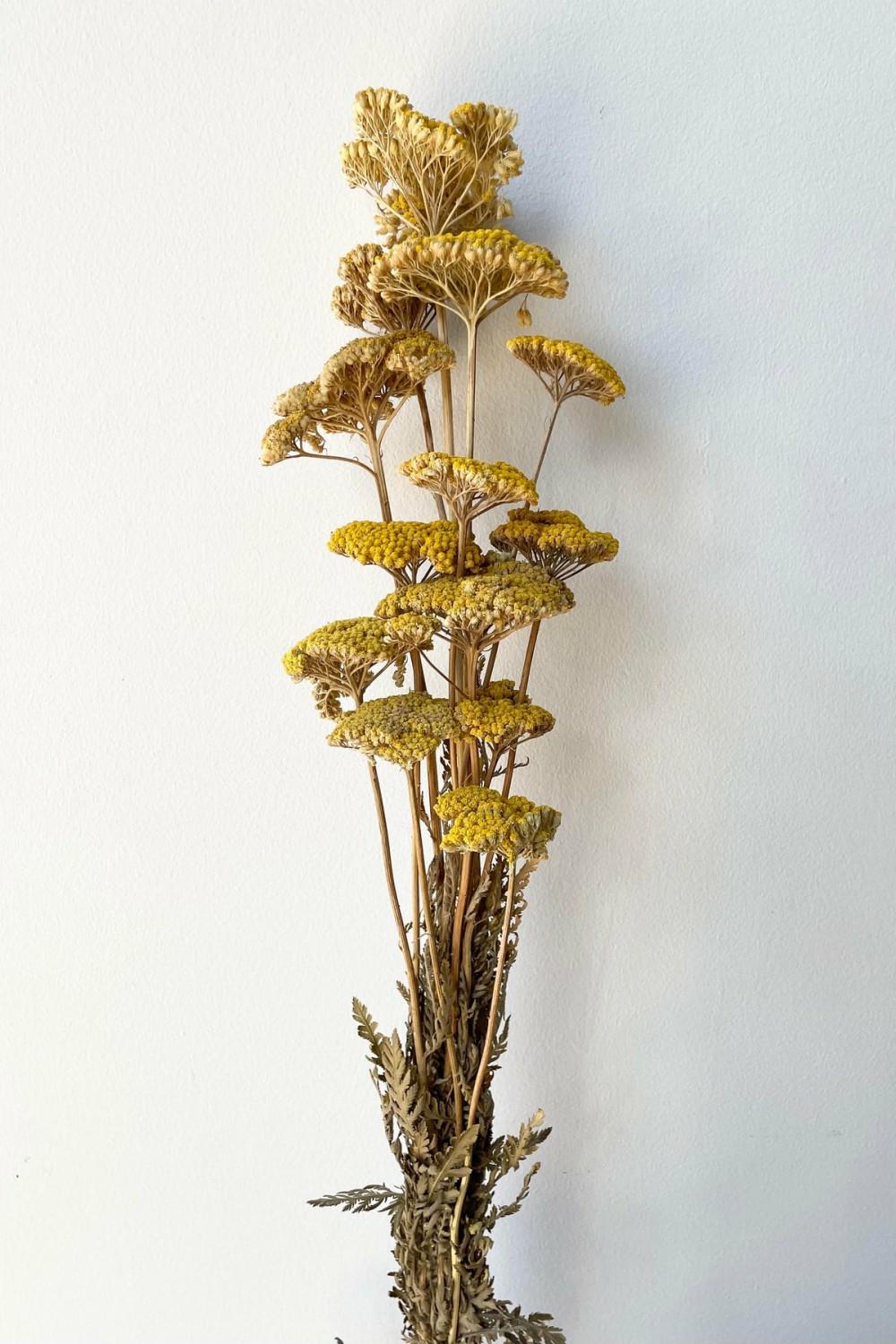 Preserved Floral |   Achillea Natural Yellow Preserved Bunch Floral Preserved Floral