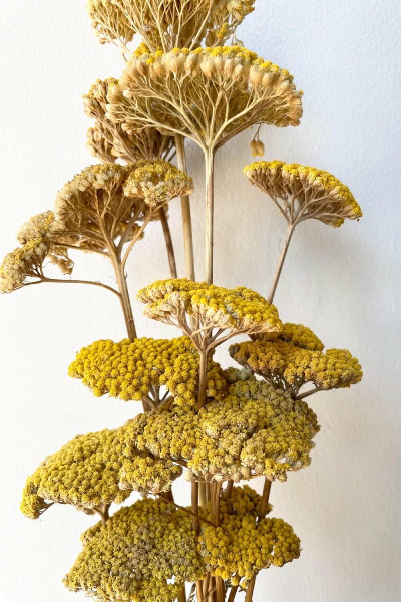 Preserved Floral |   Achillea Natural Yellow Preserved Bunch Floral Preserved Floral