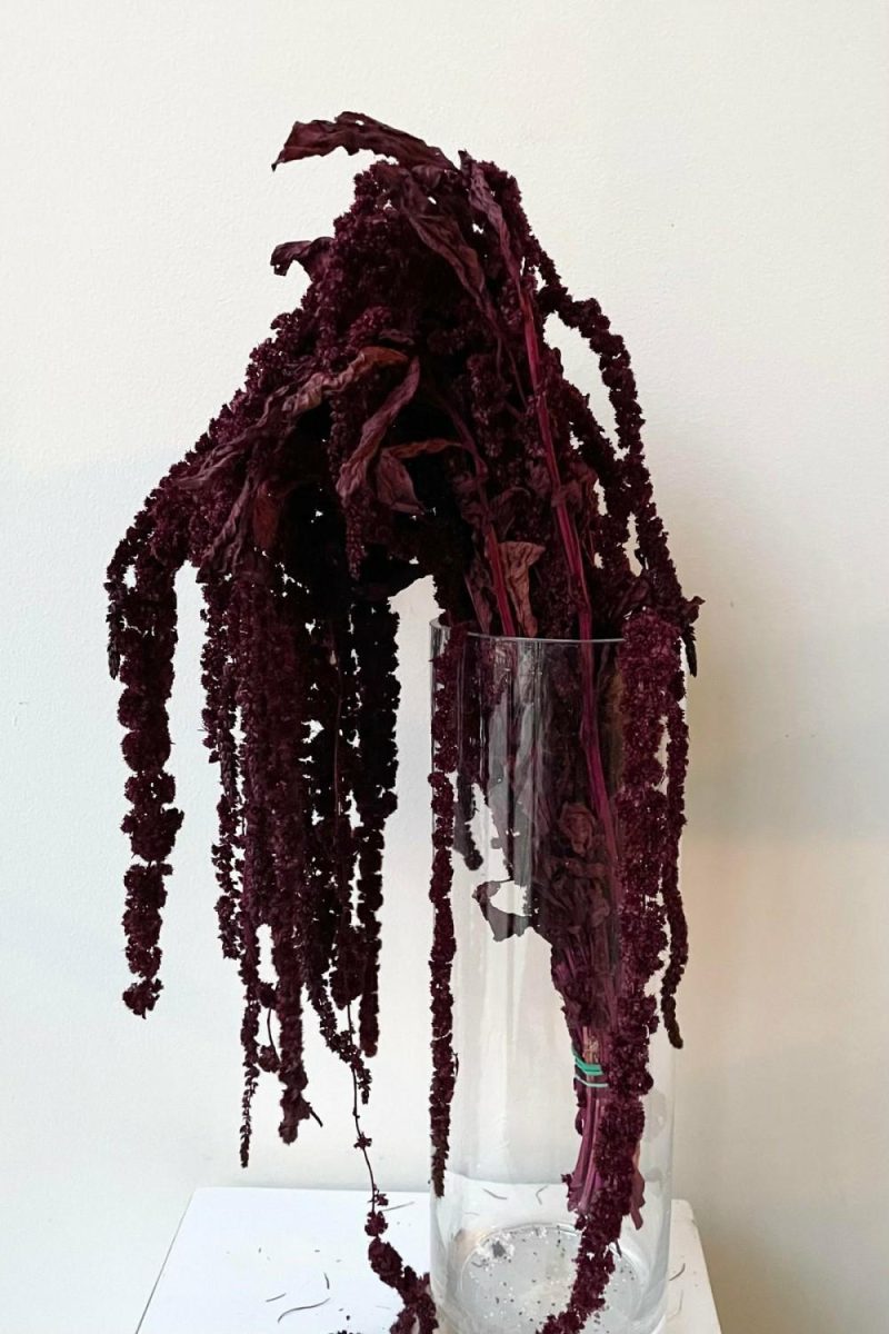 Preserved Floral |   Amaranthus Burgundy Color Preserved Bunch Floral Preserved Floral