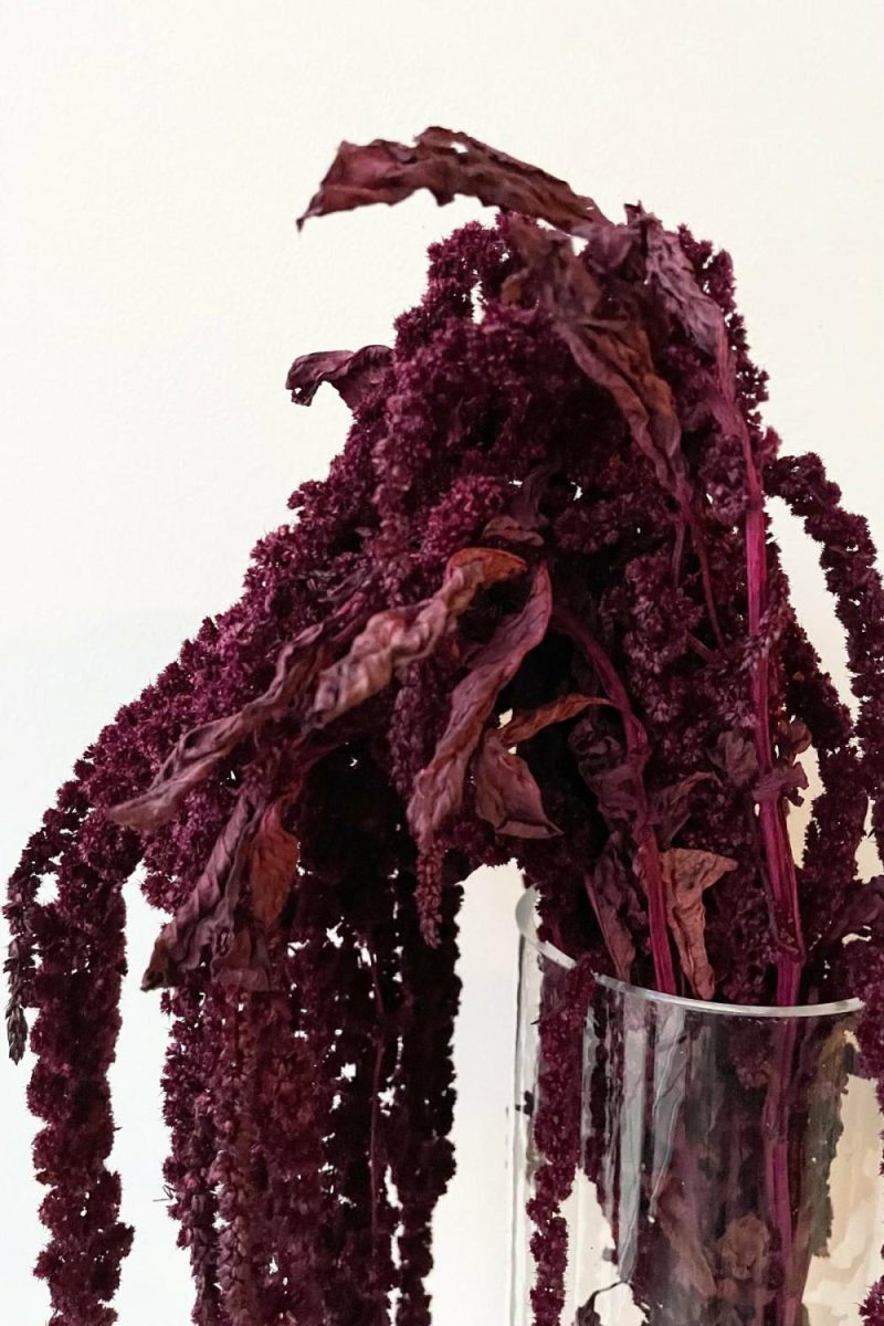 Preserved Floral |   Amaranthus Burgundy Color Preserved Bunch Floral Preserved Floral