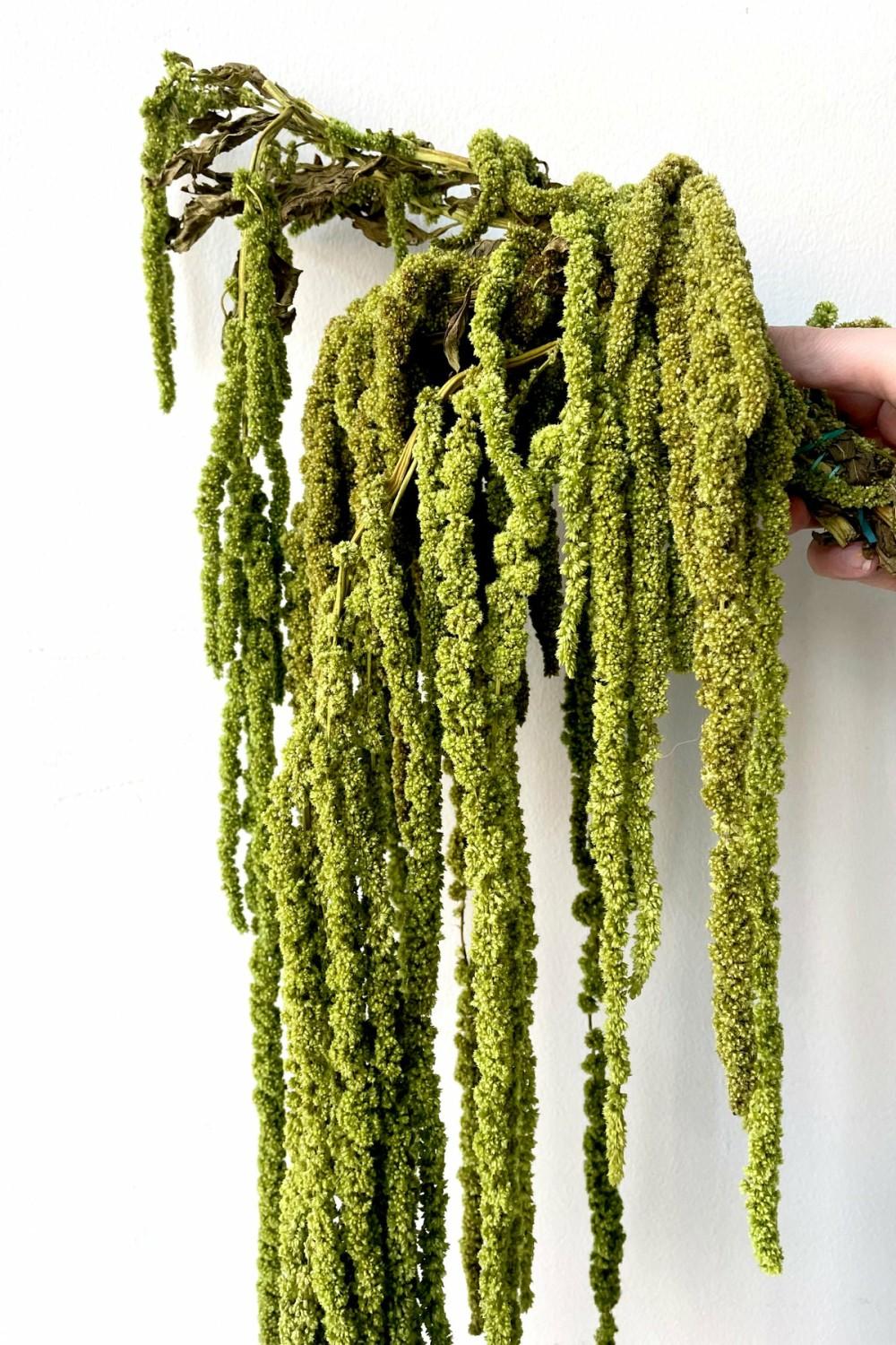 Preserved Floral |   Amaranthus Light Green Color Preserved Bunch Floral Preserved Floral