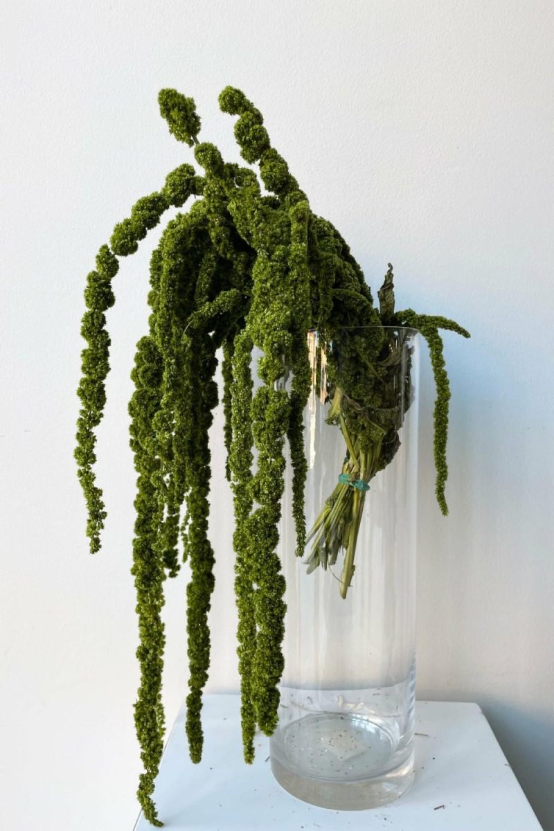 Preserved Floral |   Amaranthus Olive Color Preserved Bunch Floral Preserved Floral